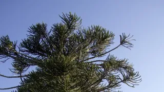 Kořeny života (3/3)