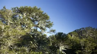 Kořeny života (3/3)