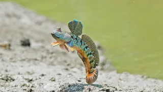 Zázračná planéta: Najskvelejší tanečníci prírody (1/2)