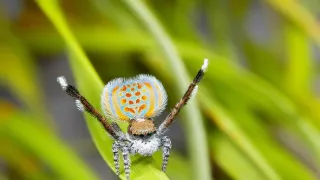 Zázračná planéta: Najskvelejší tanečníci prírody (1/2)