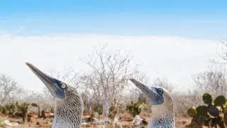 Zázračná planéta: Najskvelejší tanečníci prírody (1/2)