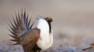 Zázračná planéta: Najskvelejší tanečníci prírody (1/2)