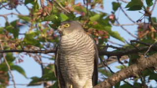 Království divočiny: Krahujec menší, Japonsko