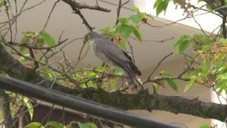 Království divočiny: Krahujec menší, Japonsko