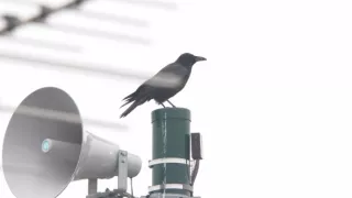 Království divočiny: Krahujec menší, Japonsko