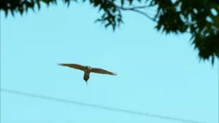 Království divočiny: Krahujec menší, Japonsko