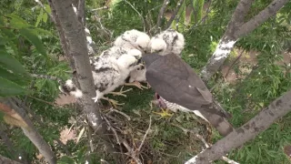 Království divočiny: Krahujec menší, Japonsko