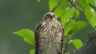 Království divočiny: Krahujec menší, Japonsko