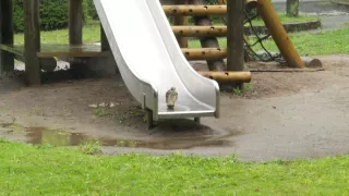 Království divočiny: Krahujec menší, Japonsko