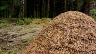 Nejdokonalejší tvorové v umění přežít (2/5)