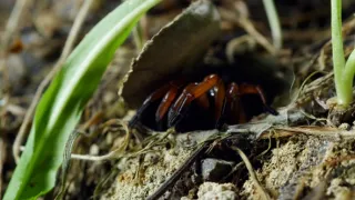 Nejdokonalejší tvorové v umění přežít (2/5)