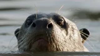 Pantanal - brazilský přírodní zázrak