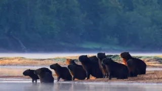 Pantanal - brazilský přírodní zázrak