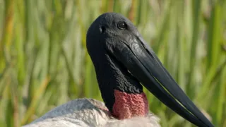 Pantanal - brazilský přírodní zázrak