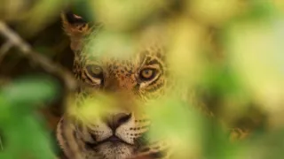 Pantanal - brazilský přírodní zázrak