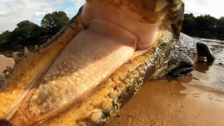 Pantanal - brazilský přírodní zázrak