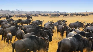 Život v divočině (5)