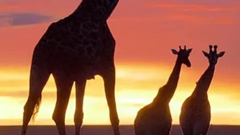 Masai Mara: Křižovatka divočiny (1)