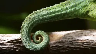 Pytačky vo svete zvierat (3/5)