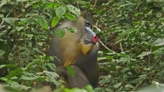 Pytačky vo svete zvierat (3/5)