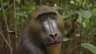 Pytačky vo svete zvierat (3/5)