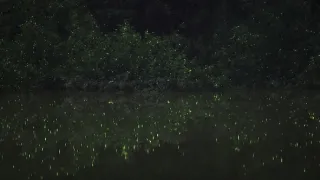 Pytačky vo svete zvierat (3/5)