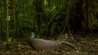 Pytačky vo svete zvierat (3/5)