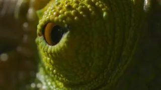 Pytačky vo svete zvierat (3/5)