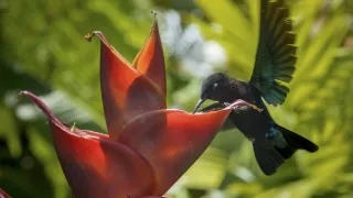 Pytačky vo svete zvierat (3/5)