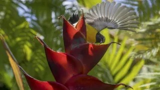 Pytačky vo svete zvierat (3/5)