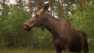 Na cestě po severu Estonska