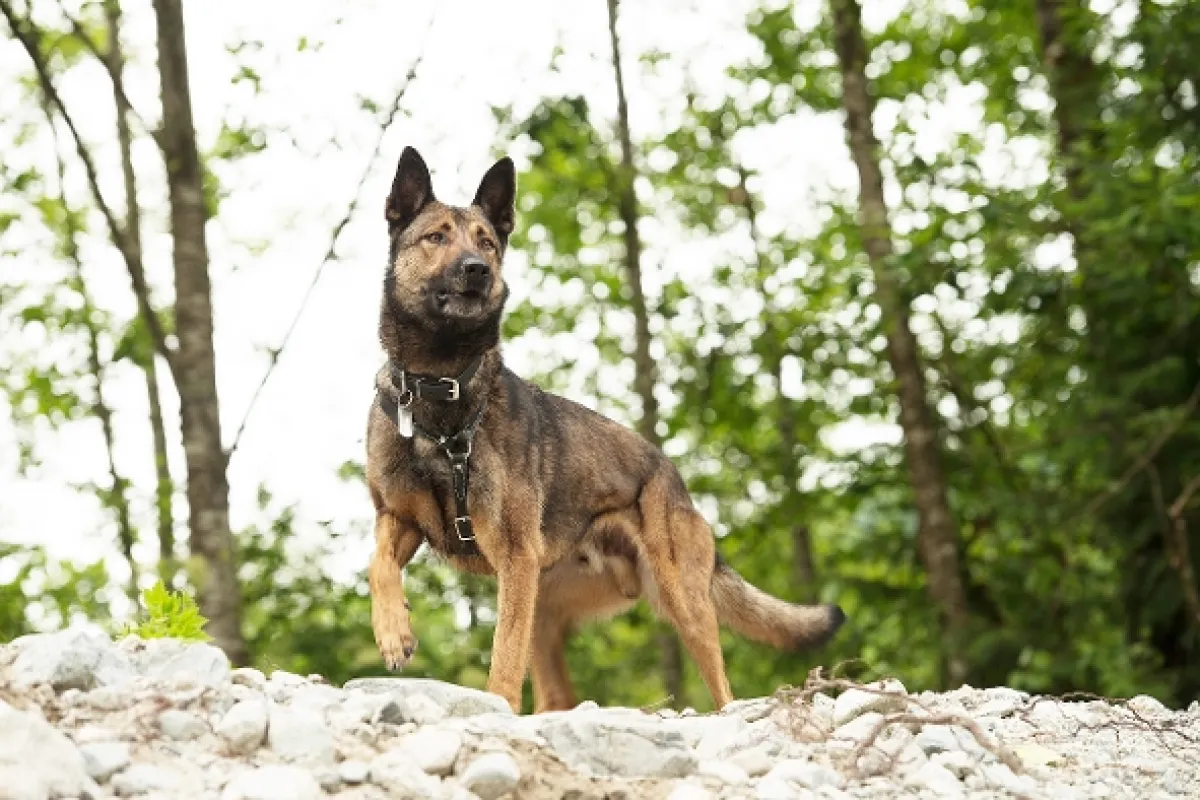Hrdina Max 2: Chlpatý bodyguard (Max 2: White House Hero), 2017 - fotogaléria