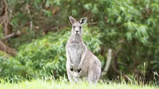 Austrálie, od Sydney po Melbourne