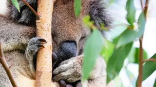 Austrálie, od Sydney po Melbourne