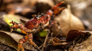 Pátranie po tajomstve Diamantovej skaly