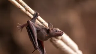Pátranie po tajomstve Diamantovej skaly