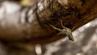 Pátranie po tajomstve Diamantovej skaly