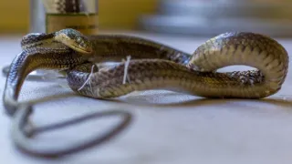 Pátranie po tajomstve Diamantovej skaly