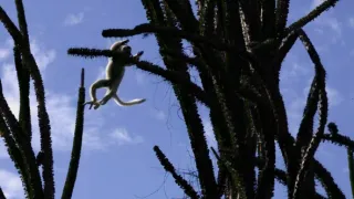 Nejdokonalejší tvorové v umění přežít (4/5)