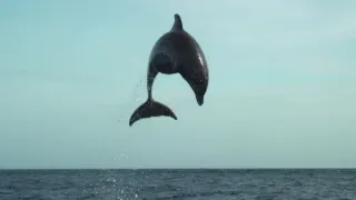 Nejdokonalejší tvorové v umění přežít (4/5)