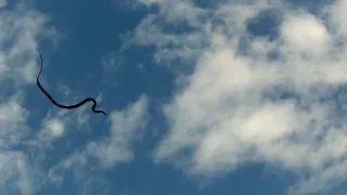 Nejdokonalejší tvorové v umění přežít (4/5)