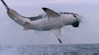 Nejdokonalejší tvorové v umění přežít (4/5)