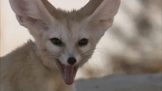 Přežití v divočině II (8)