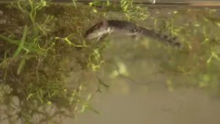 Mloky - vzor adaptability v prírode