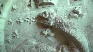 Mloky - vzor adaptability v prírode