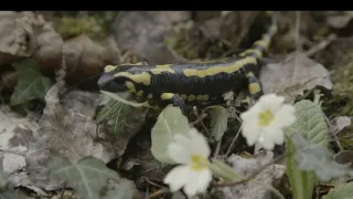 Mloky - vzor adaptability v prírode