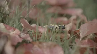 Mloky - vzor adaptability v prírode