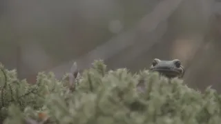 Mloky - vzor adaptability v prírode