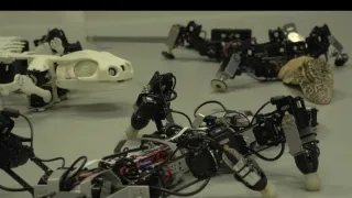 Mloky - vzor adaptability v prírode