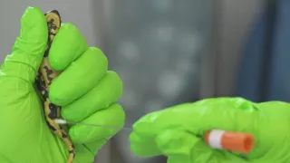 Mloky - vzor adaptability v prírode